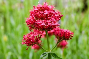 Nicodrops Retains BTI International to Help Open New Markets