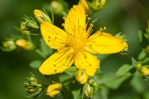 Nicodrops Retains BTI International to Help Open New Markets