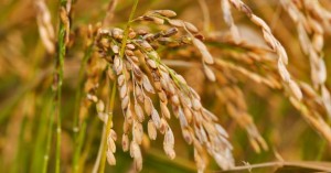 Short-Grain Rice Seed Market Manufacturing Cost Structure & Outlook To 2026