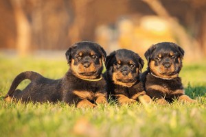 Rottweiler Breeder