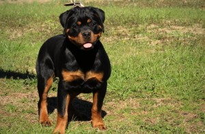 Rottweiler Stay Healthy