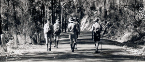 nsw boy scouts abuse