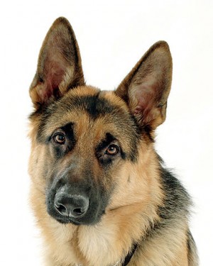 Parenting German shepherds Made Easy with Simple Training Guide