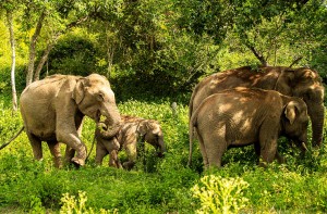 Elephants bandipur