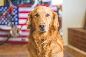Keep pets safe this 4th of July