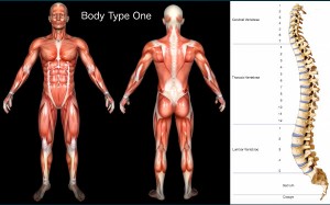 Standard Scientific Human Body Anatomy Book Body Type One BT1 Body Type Science Data