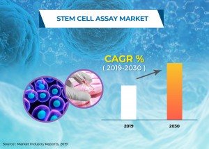 Stem Cell Assay Market Industry By 2030: Top Players - GE Healthcare, Merck, Cell BioLabs