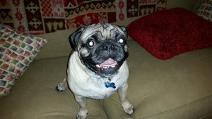 14732254 1172038532881119 4794181699872138858 n