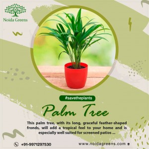 Wholesale Nursery In Noida