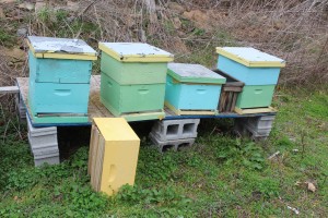 Demonstration beehives in Tartt