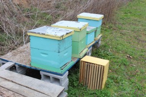 Pilot beehives in partnership with EDGE
