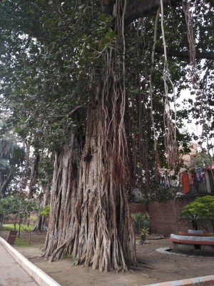 A banian tree; perhaps the only witness