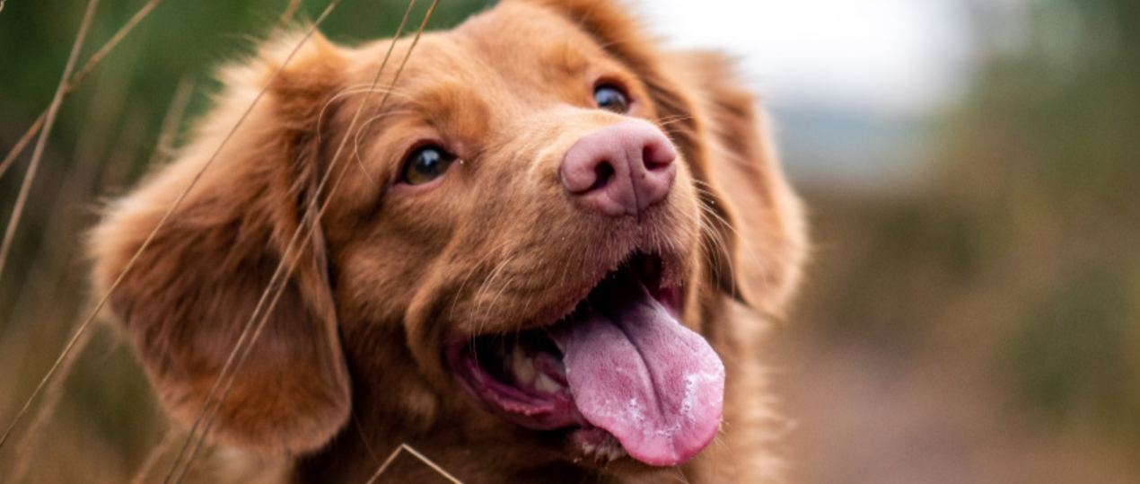 Pets Belong with You Through Every Step of The Way IssueWire