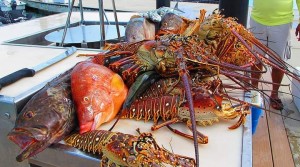 craw fishing in bahamas