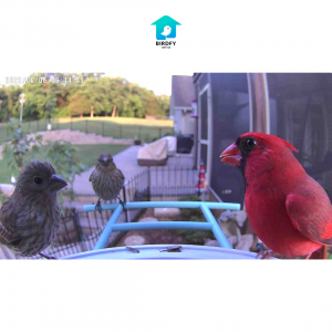 Best Buddies for Your Bird Feeder