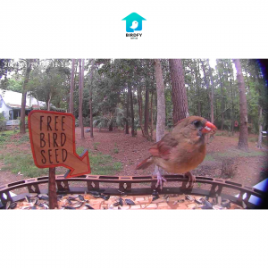Introducing Birdfy Feeder Camera