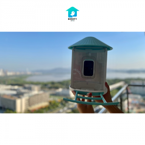 Live Streaming of Birds Coming