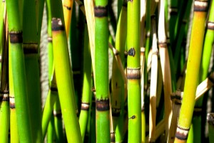 Island Sweetwater Beverage Company Launches NICOTIA™ Horsetail Tea