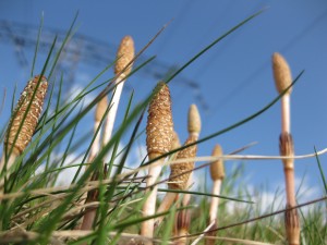 Island Sweetwater Beverage Company Launches NICOTIA™ Horsetail Tea