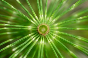 Island Sweetwater Beverage Company Launches NICOTIA™ Horsetail Tea