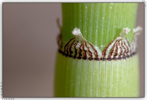 Island Sweetwater Beverage Company Launches NICOTIA™ Horsetail Tea