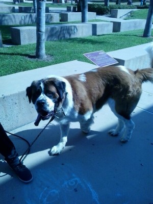 Nautilus Launches the World's First Debit Card for Dogs, The Bark™ Card