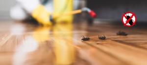 Pest Control Inspection Cost in Caloundra