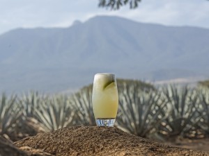 Agave Festival Cocktail