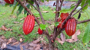 Island Sweetwater Beverage Company Launches “Cacao's Island” Brand of Chocolate and Madagascar Vanilla Coconut Milk  Island Sweetwater Beverage Company Launches “Cacao's Island” Brand of Chocolate and Madagascar Vanilla Coconut Milk