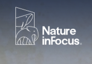 Nature inFocus Highlights the Unique Tri-Colored Indian Giant Squirrel