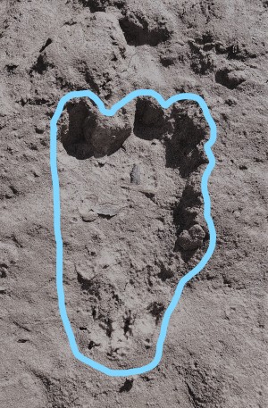 Young Sasquatch footprint