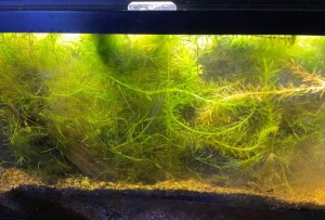 Swamp Thing Aquarium