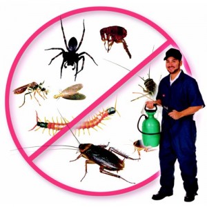 Best Pest Control Services Company