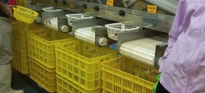 A basket of shrimp sized as 40-50 meaning that in1kg, there are 40 or 50 shrimps.