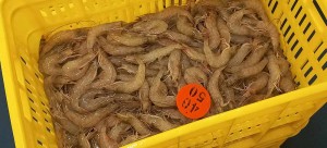 helle shrimp farm site