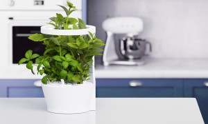 The Vitæ Halo Indoor Garden grows fresh, tasteful herbs whenever or wherever you need them