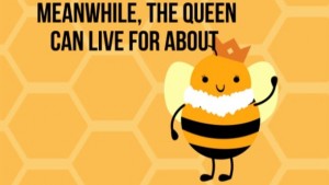 Save the Endangered Honey Bear – Buy only 100% pure honey. Or we may lose him forever.