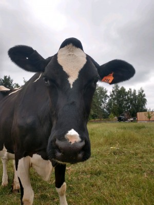 24670 MMS 1529689916531 attachment1 IMG 20180622 104318066 HDR