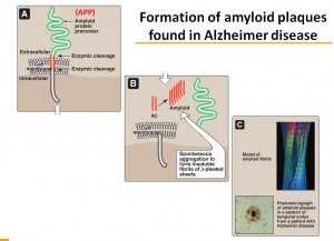 Dogs Infected With Heartworm (Dirofilaria Immitis) Could Be The Cause Alzheimer's Disease