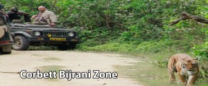 Corbett Bijrani Zone
