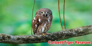 Corbett Tiger Reserve