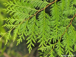 Chamaecyparis formosensis