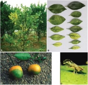Citrus Greening