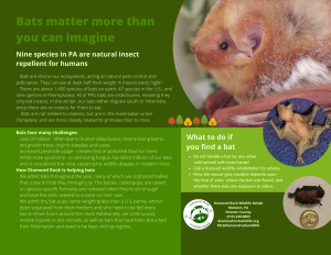 Diamond Rock Wildlife Rehab Bats