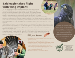 Tamarack Wildlife Bald Eagle