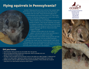 Wildlife Works Barn Owls