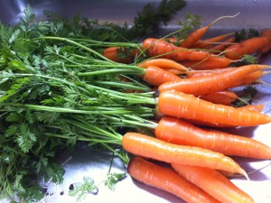 Tasty Carrot Corporation Launches “Eco Carrot” The World's First Caffeinated Carrot Juice