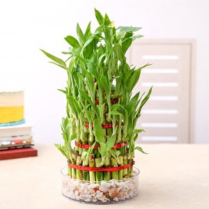 33420 7 layer lucky bamboo plant in a bowl