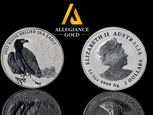 White Bellied Sea Eagle Face