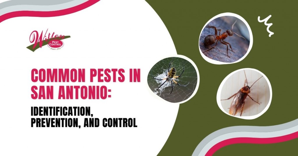 Common Pests in San Antonio Identification, Prevention, and Control